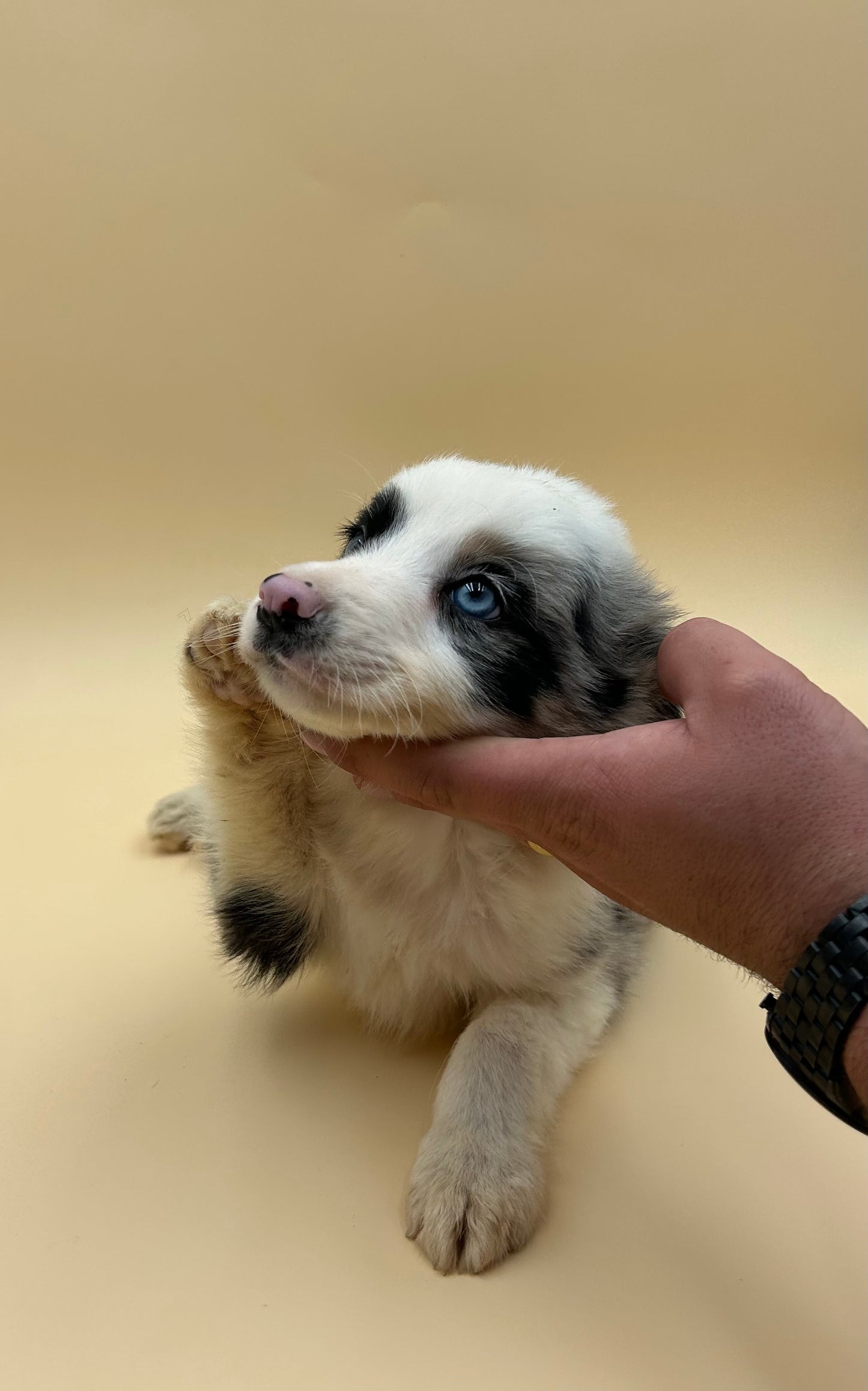 Border Collie Merle