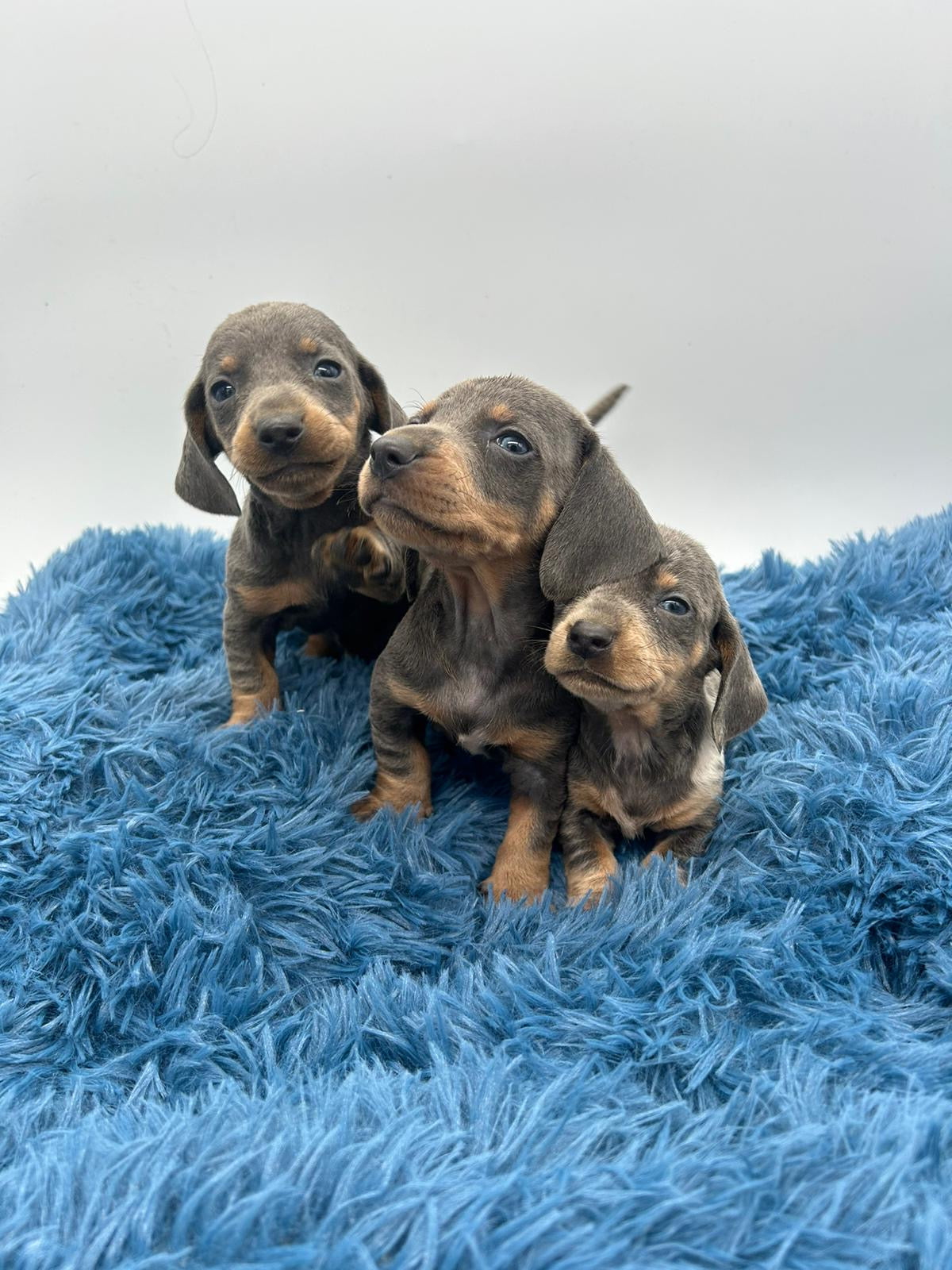 Teckel blue y blue merle