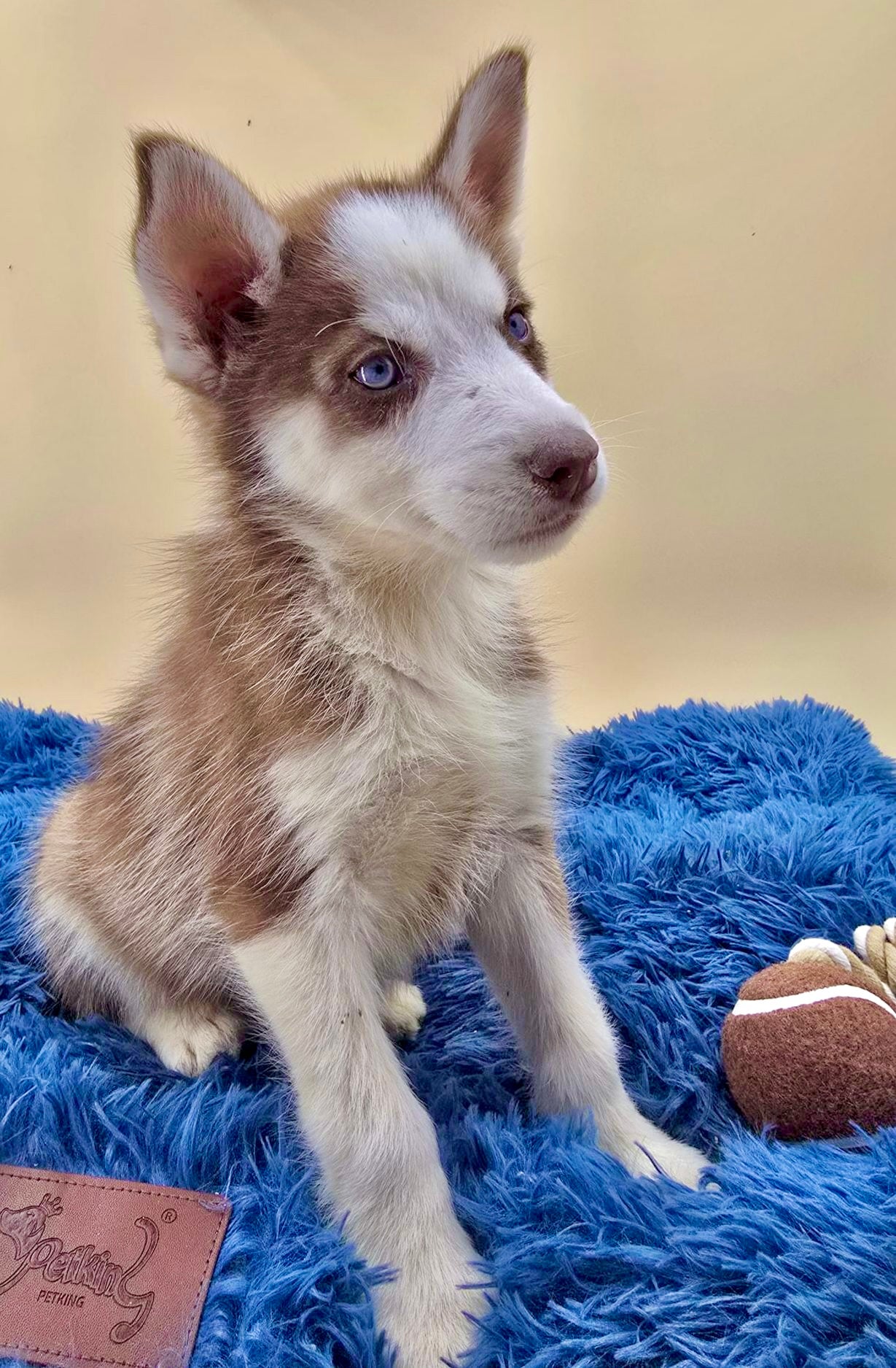 Husky Siberiano