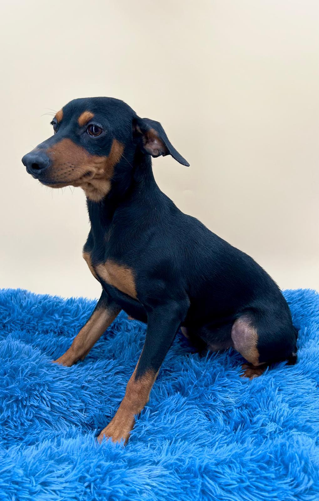 Pinscher miniatura