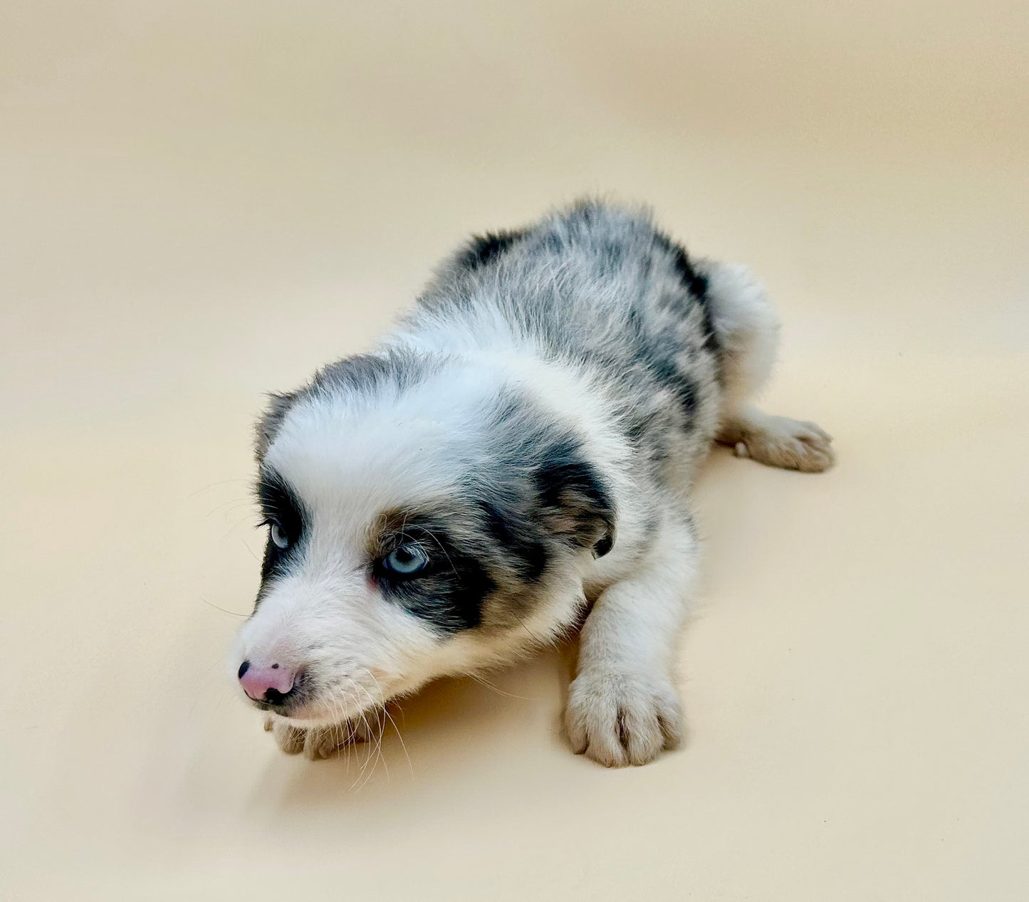 Border Collie Merle