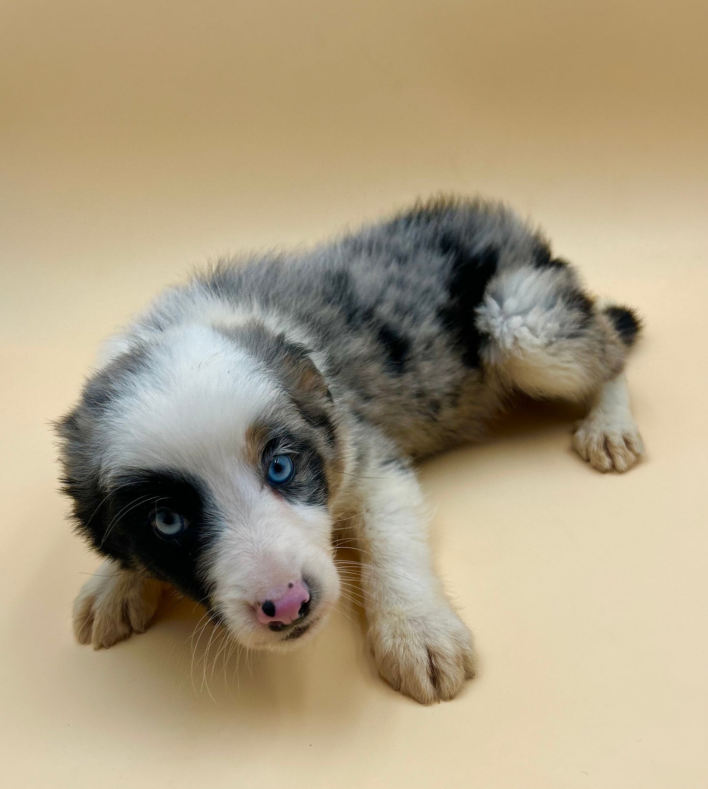 Border Collie Merle