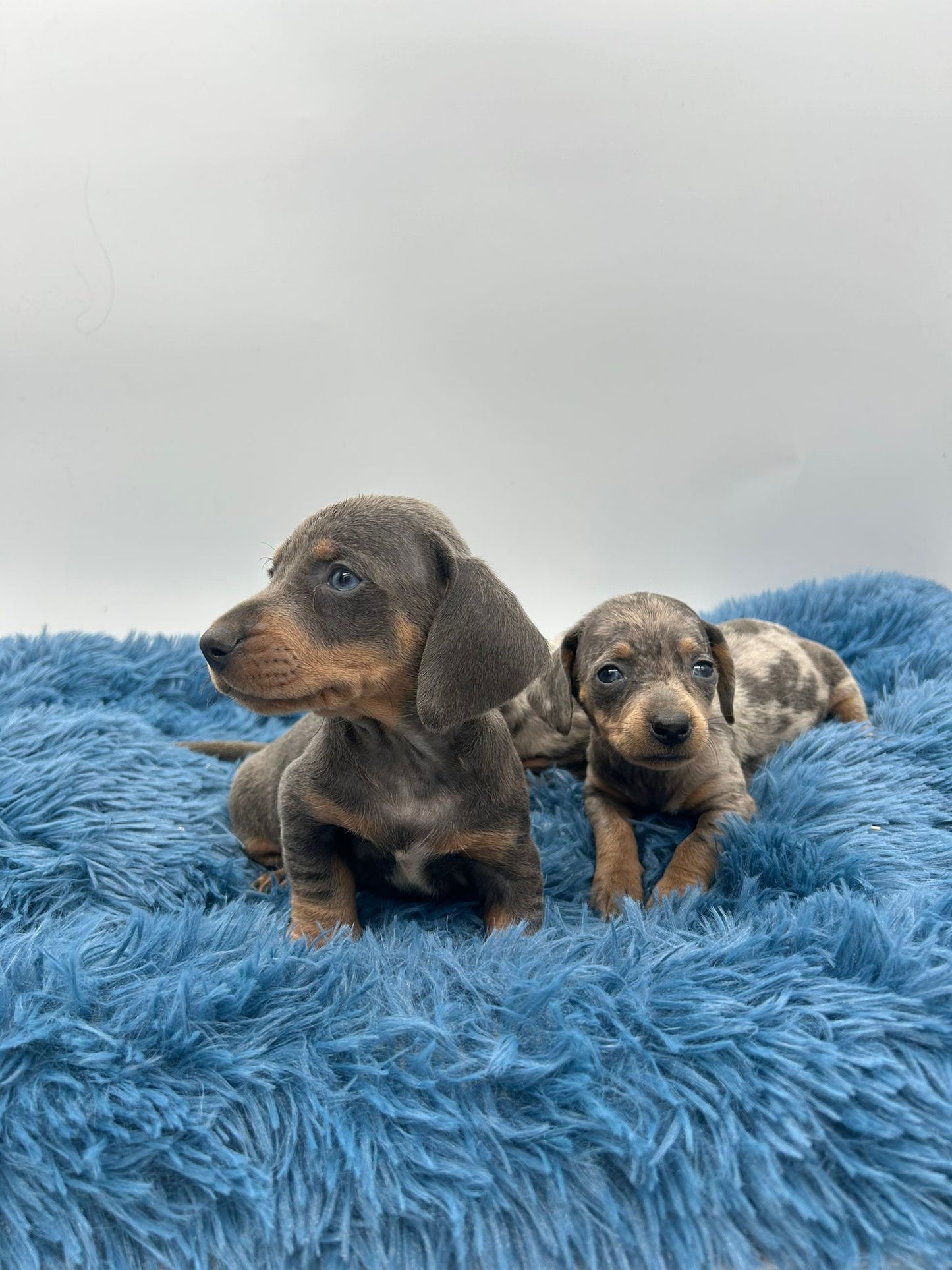 Teckel blue y blue merle