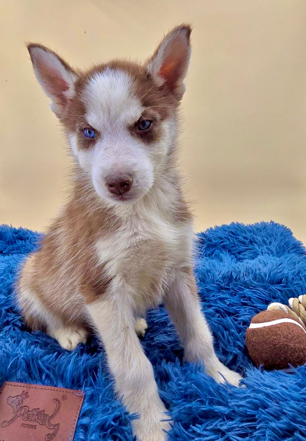 Husky Siberiano