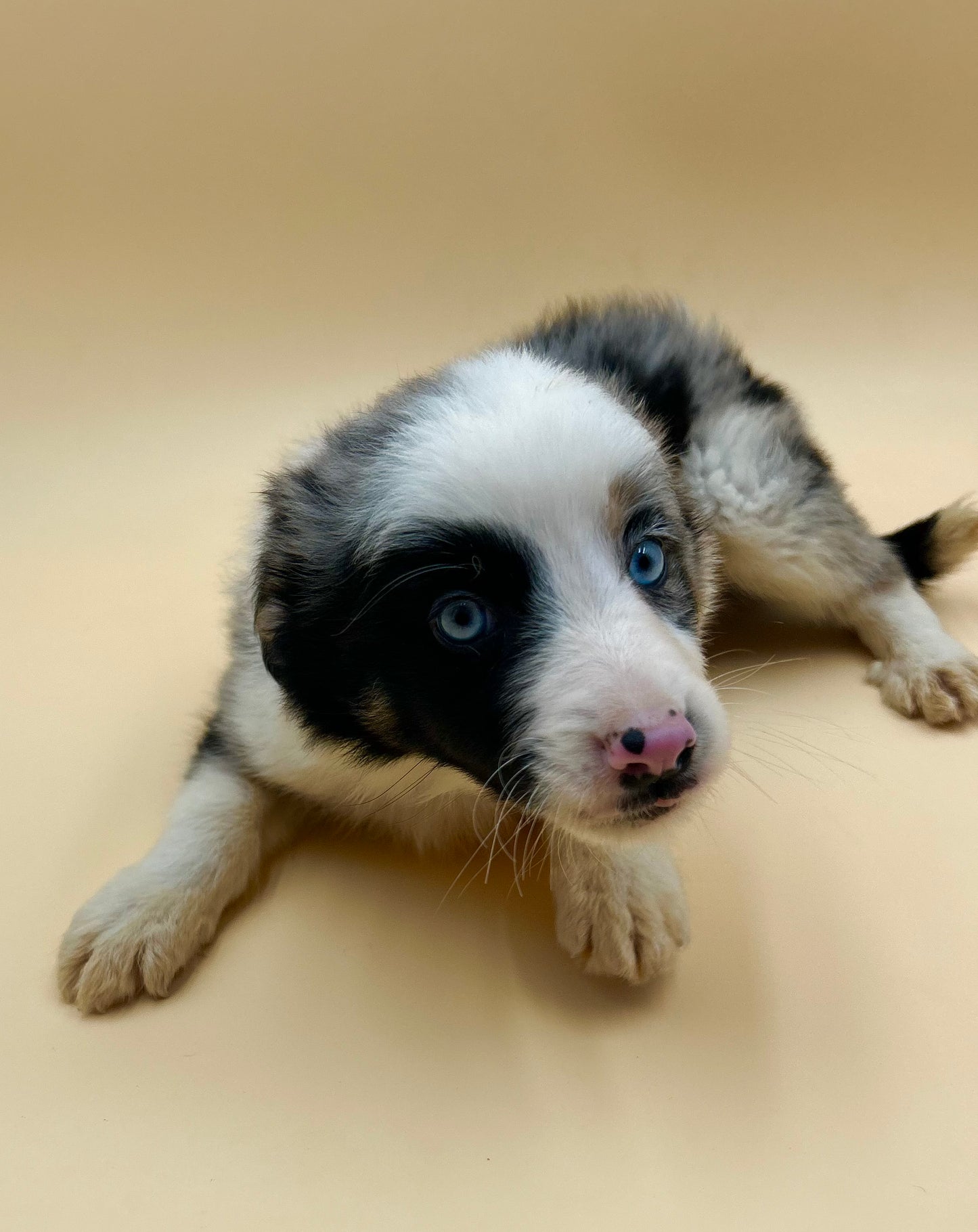 Border Collie Merle