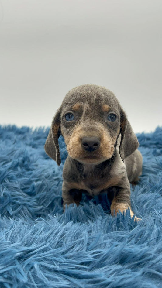 Teckel blue y blue merle