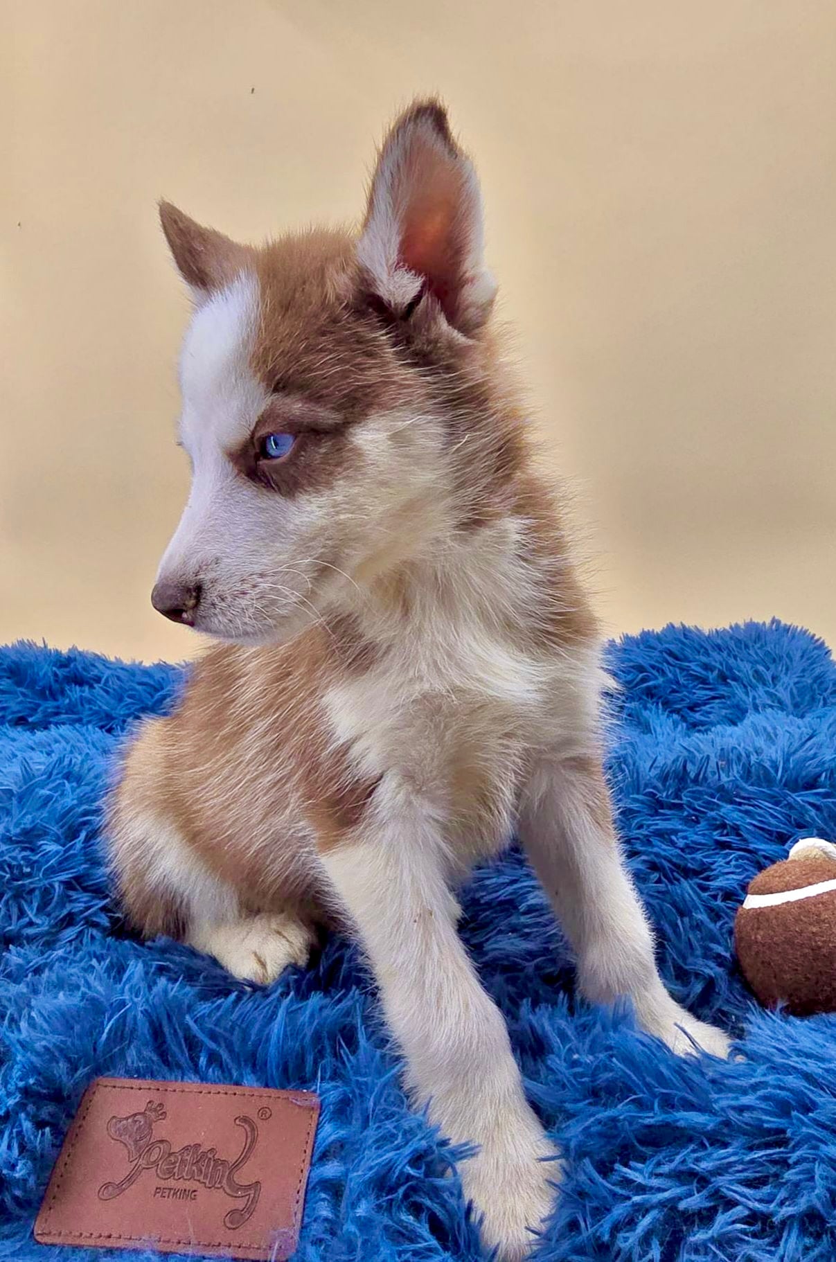 Husky Siberiano