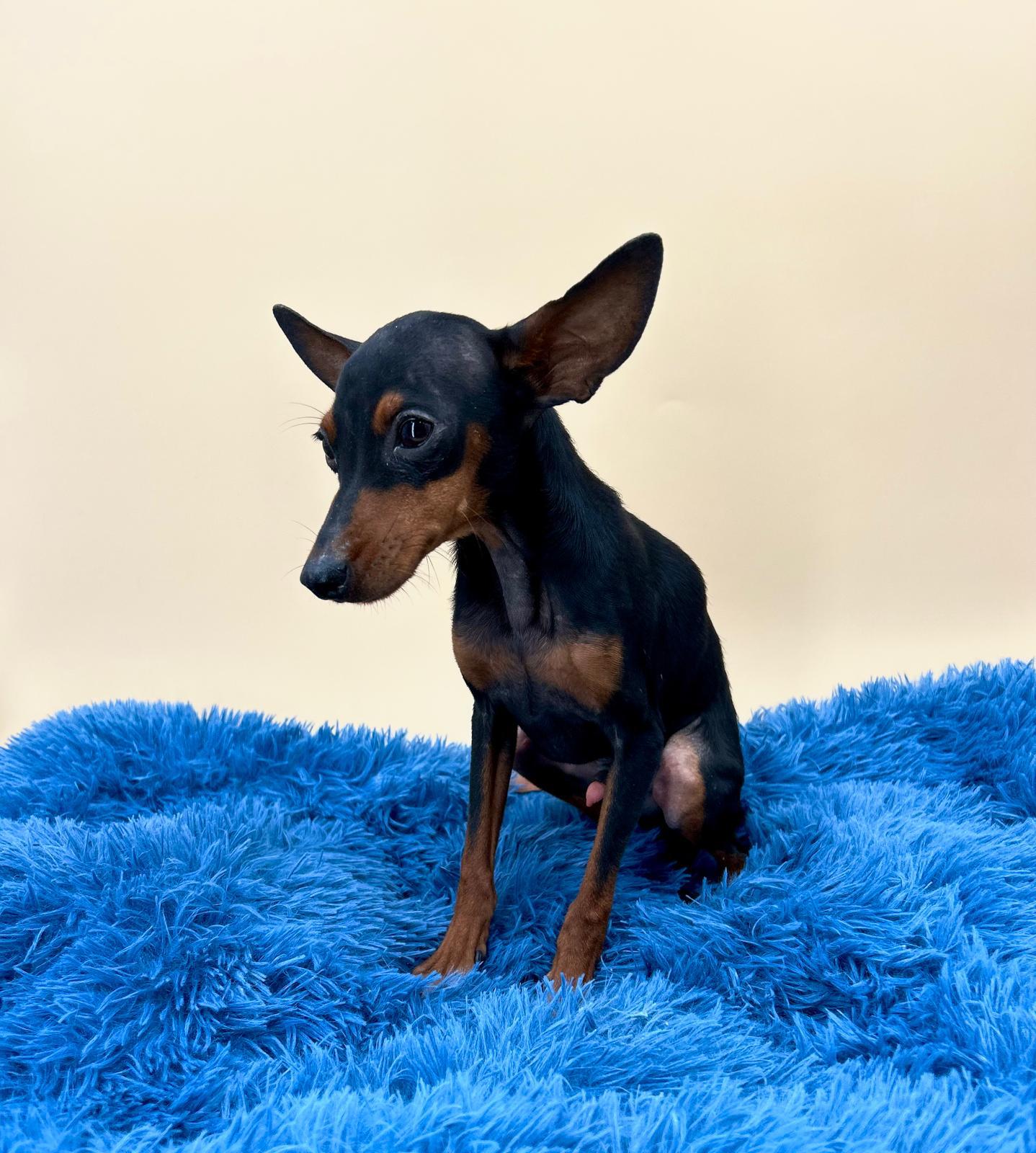 Pinscher miniatura