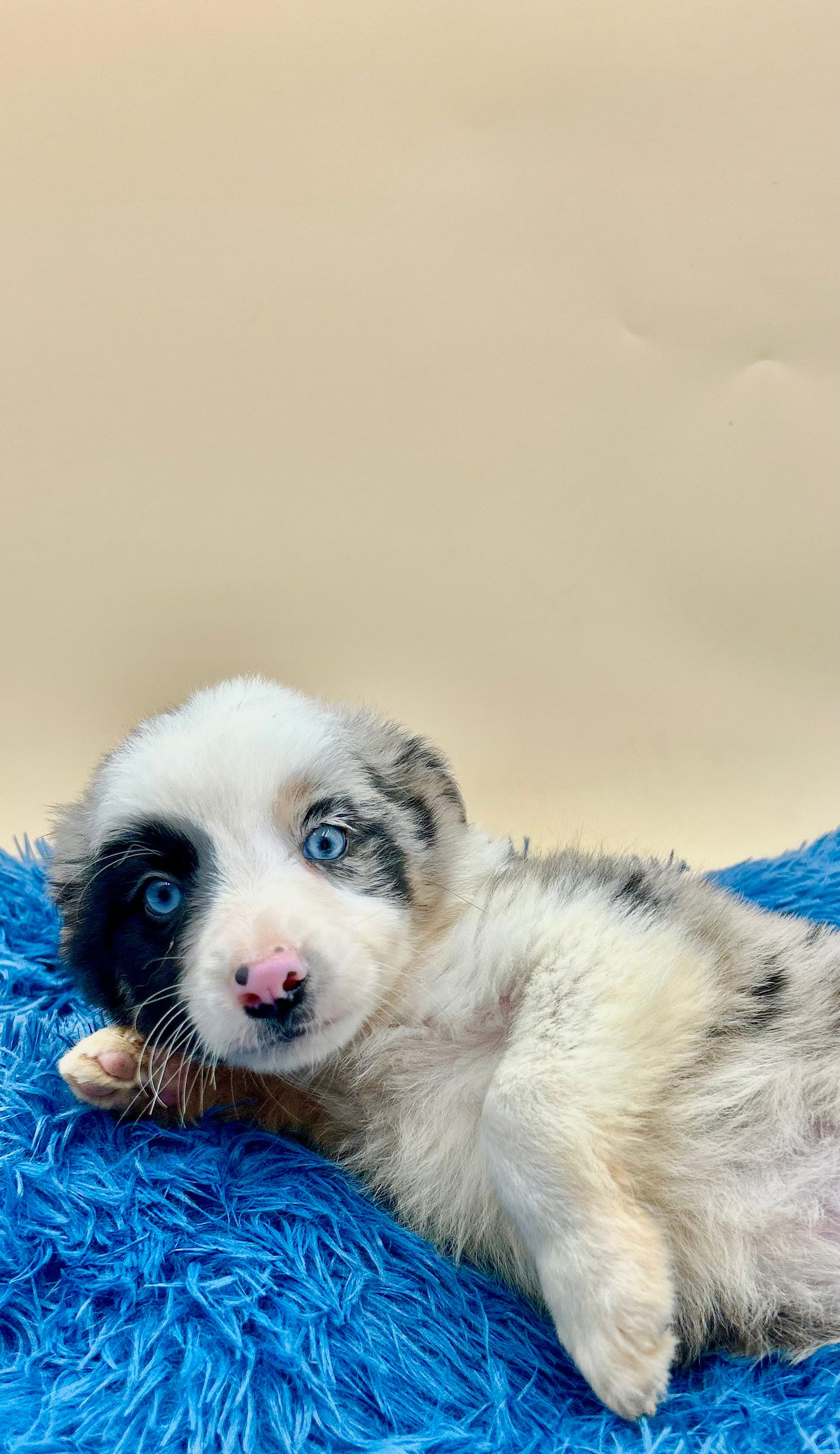 Border Collie Merle