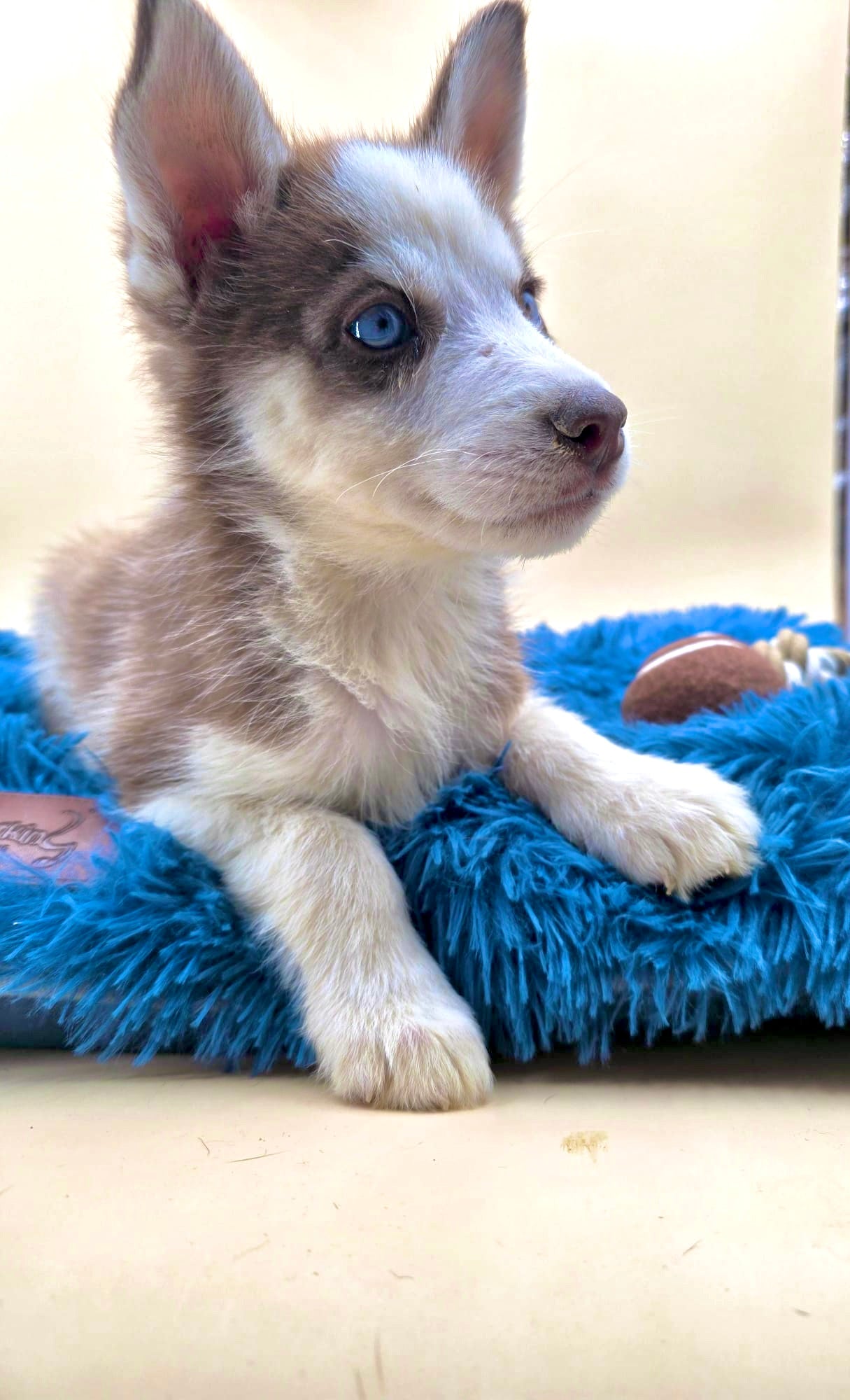 Husky Siberiano