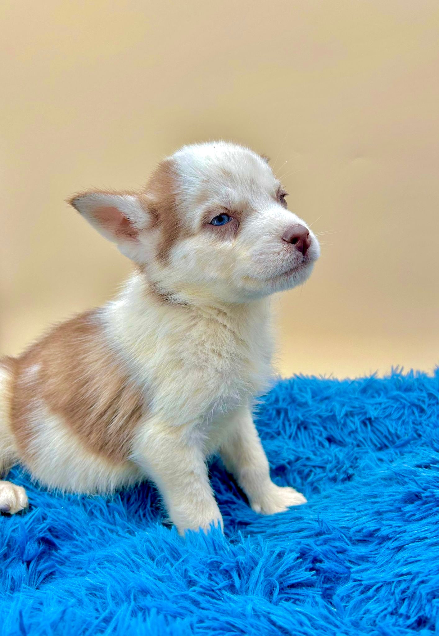 Husky Siberiano