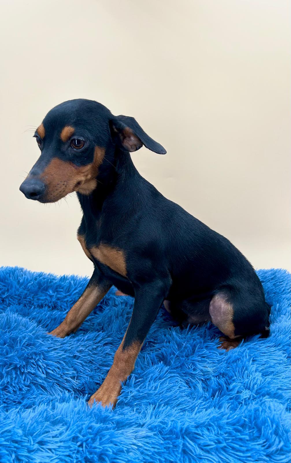 Pinscher miniatura