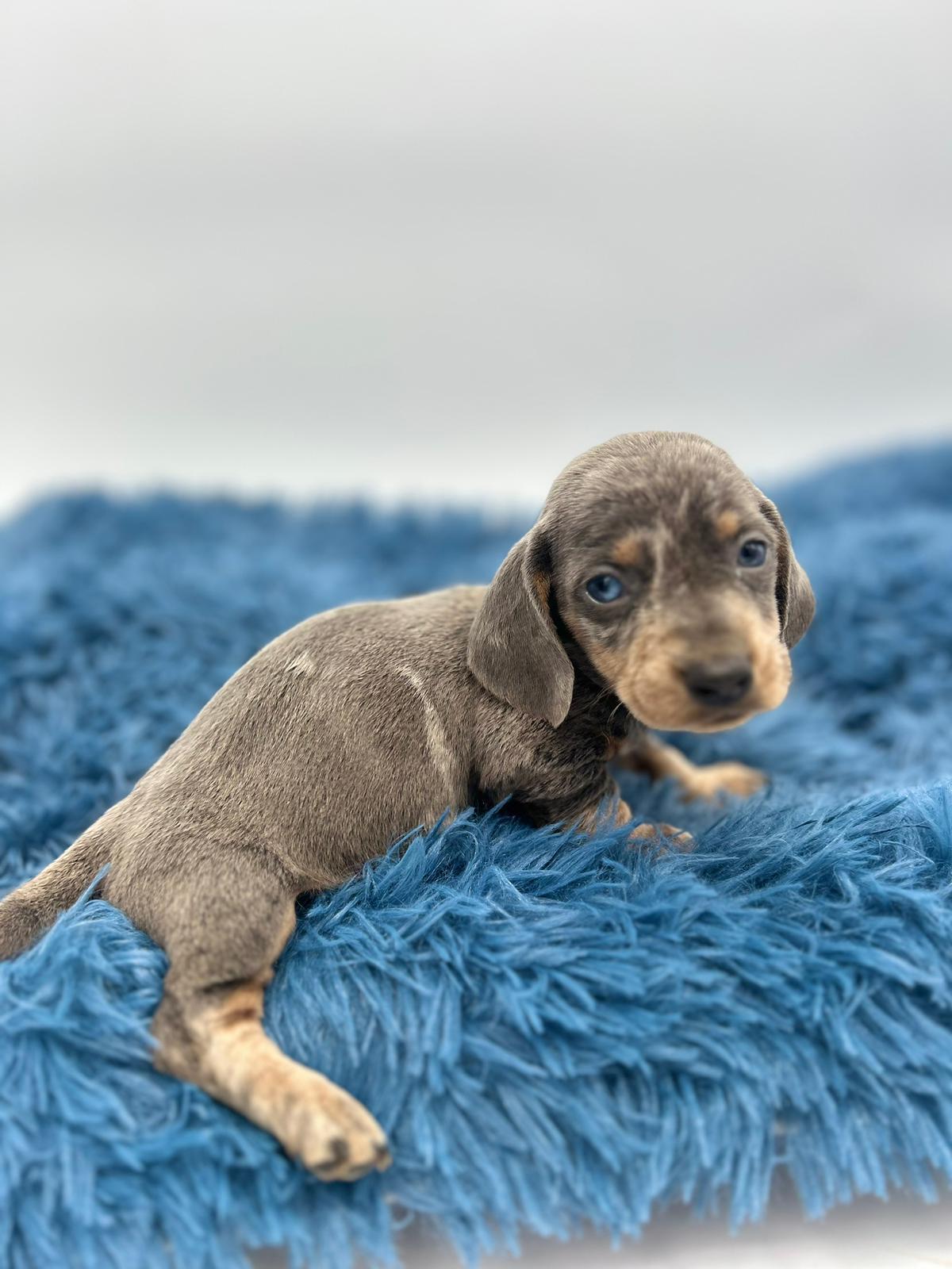 Teckel blue y blue merle