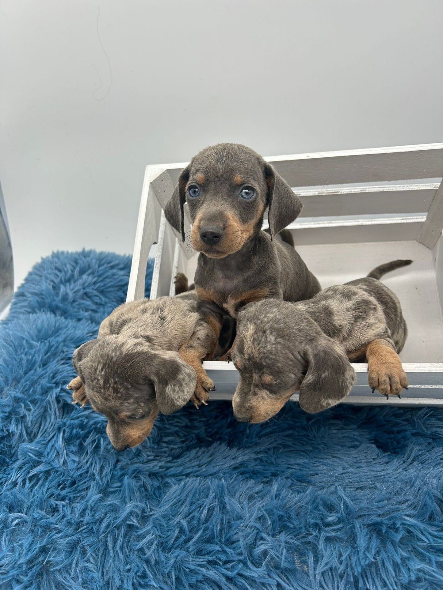 Teckel blue y blue merle