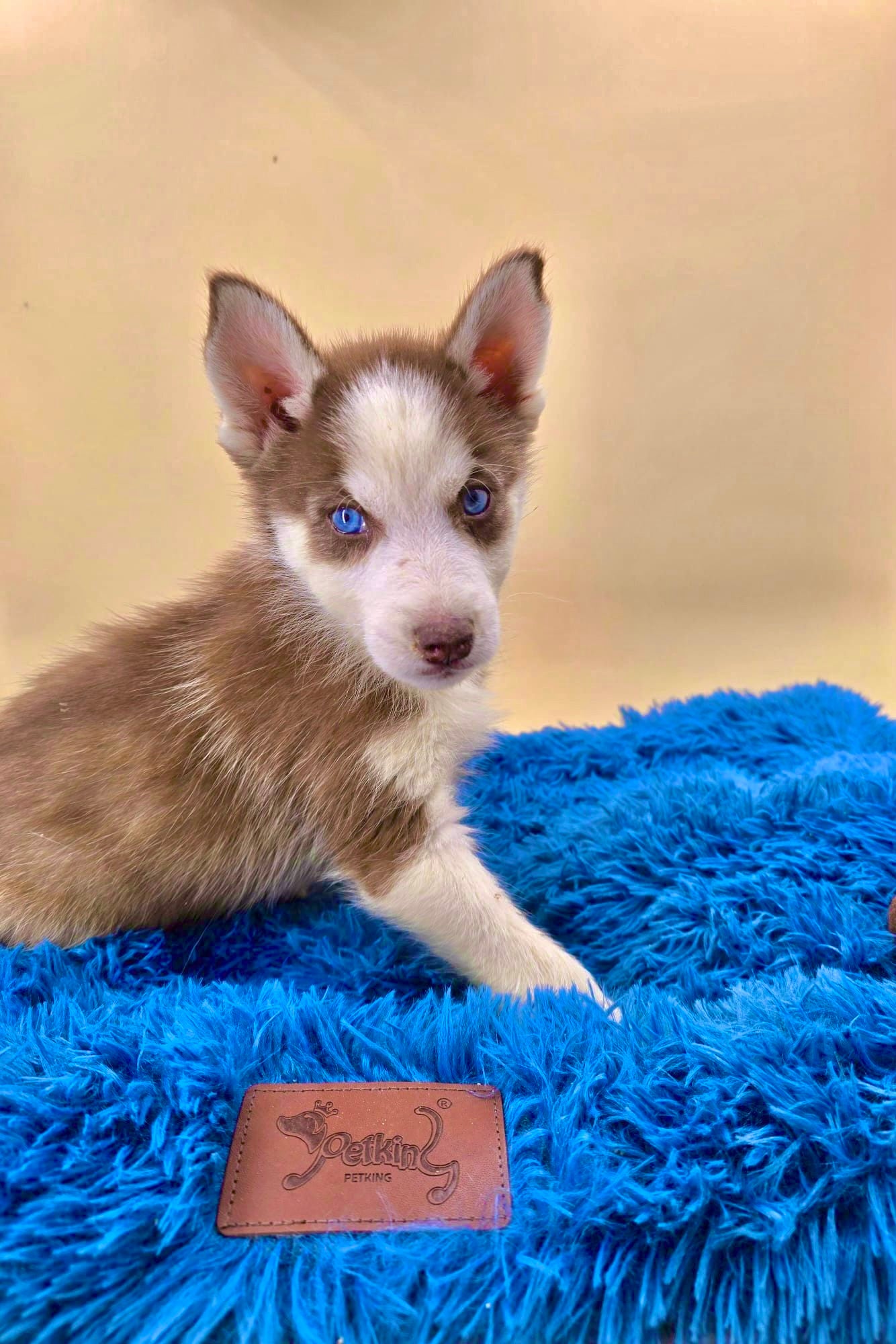 Husky Siberiano