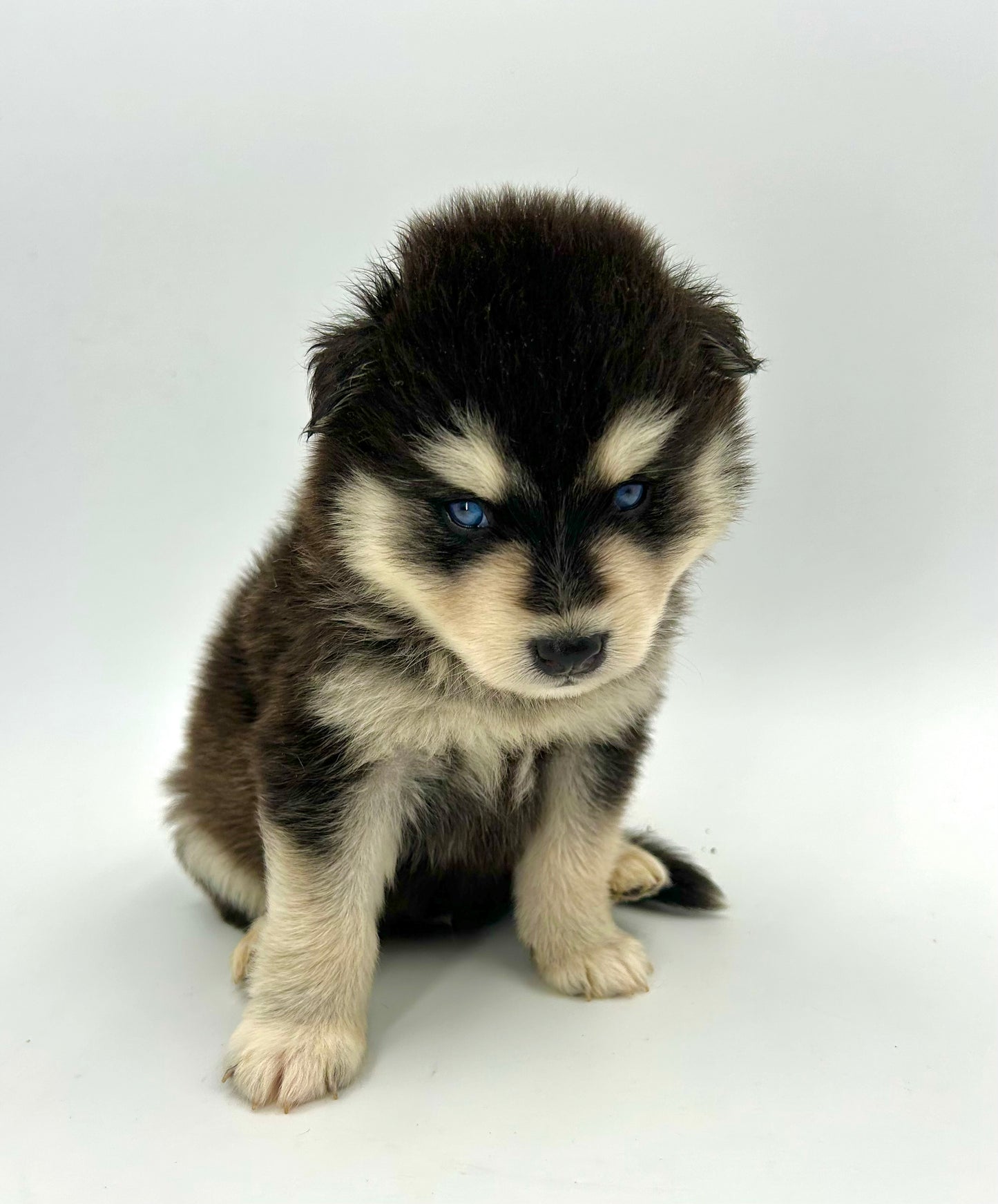 Pomsky